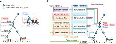 Tegotae-Based Control Produces Adaptive Inter- and Intra-limb Coordination in Bipedal Walking